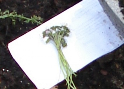 Brief van Madelief met madeliefjes.